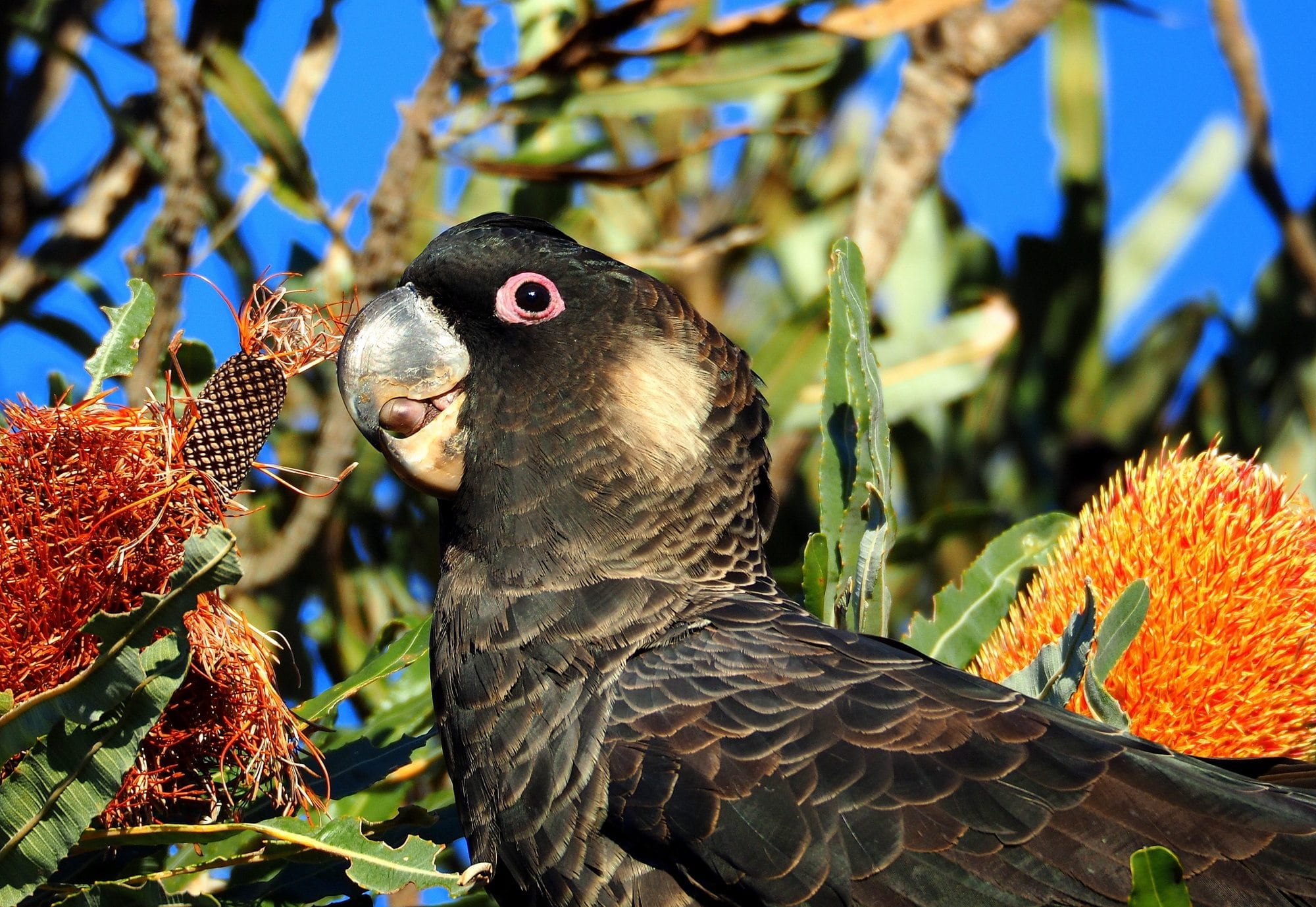 Black Cockatoo Preservation Society - Urban Bushland Council WA