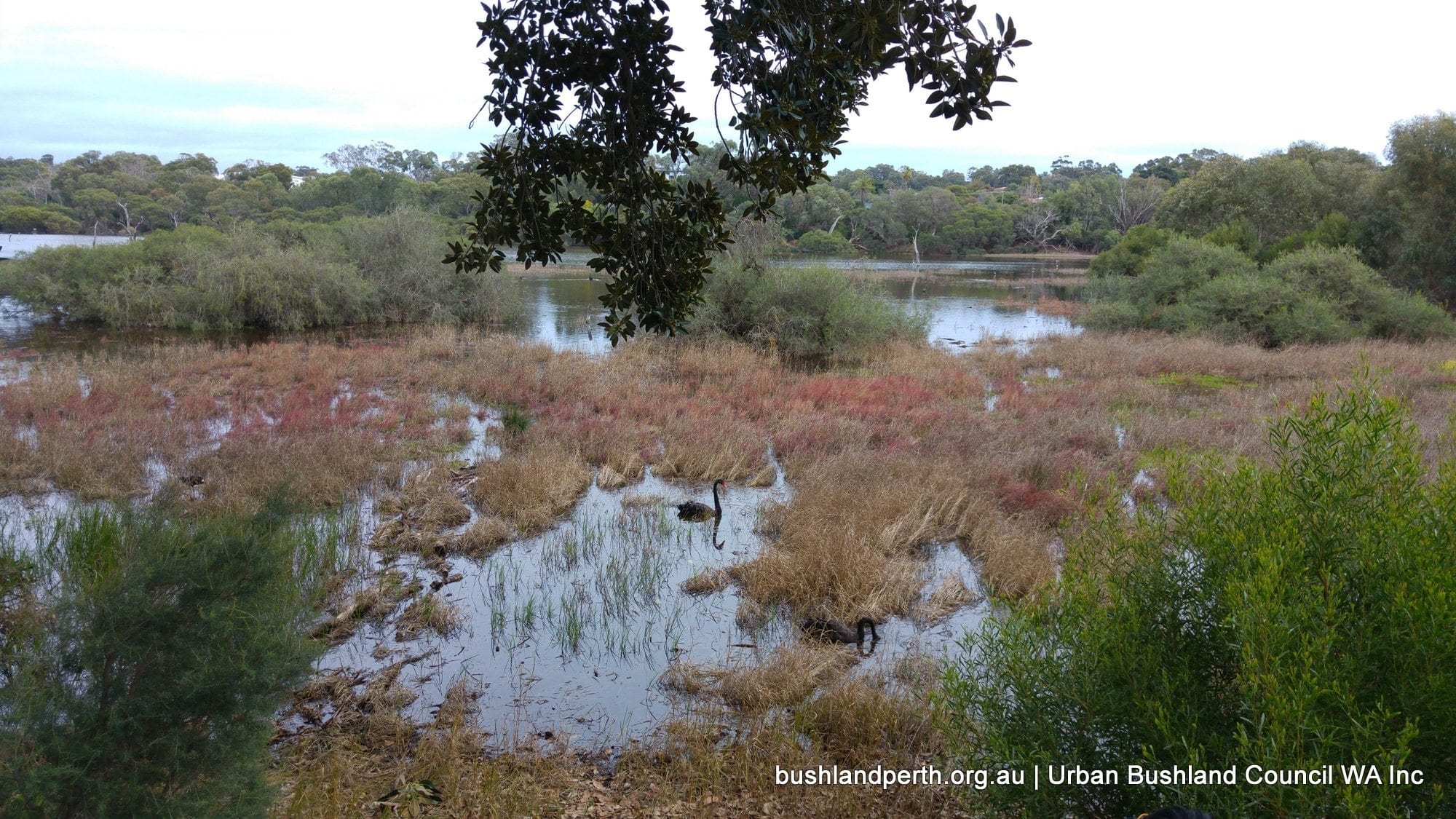 Wonderful Wetlands around Perth - Urban Bushland Council WA