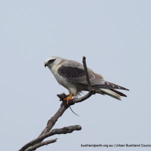 Our Fantastic Bushland Birds - Urban Bushland Council WA