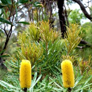 End Clearing of Banksia Woodlands - Urban Bushland Council WA