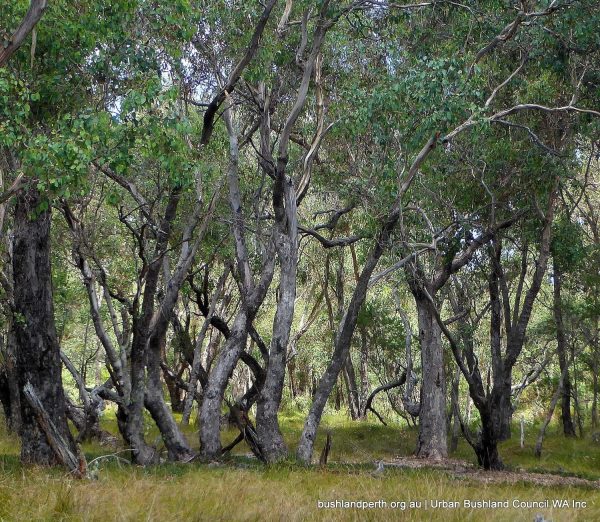 What is Bush Forever? - Urban Bushland Council WA