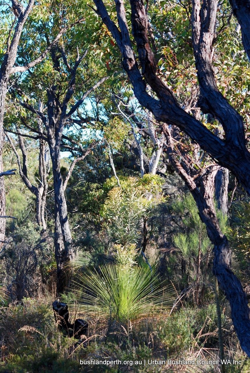 Save Underwood Avenue Bushland Urban Bushland Council Wa