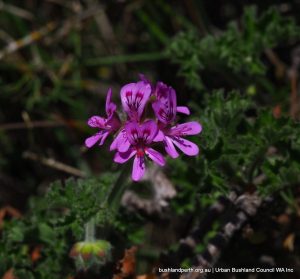 Rose Pelargonium - Urban Bushland Council WA