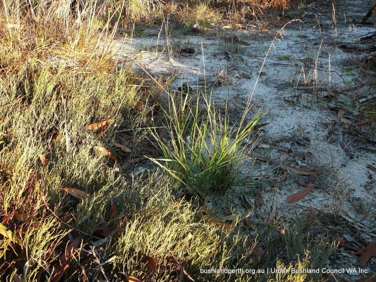 Perennial Veldt Grass - Urban Bushland Council WA