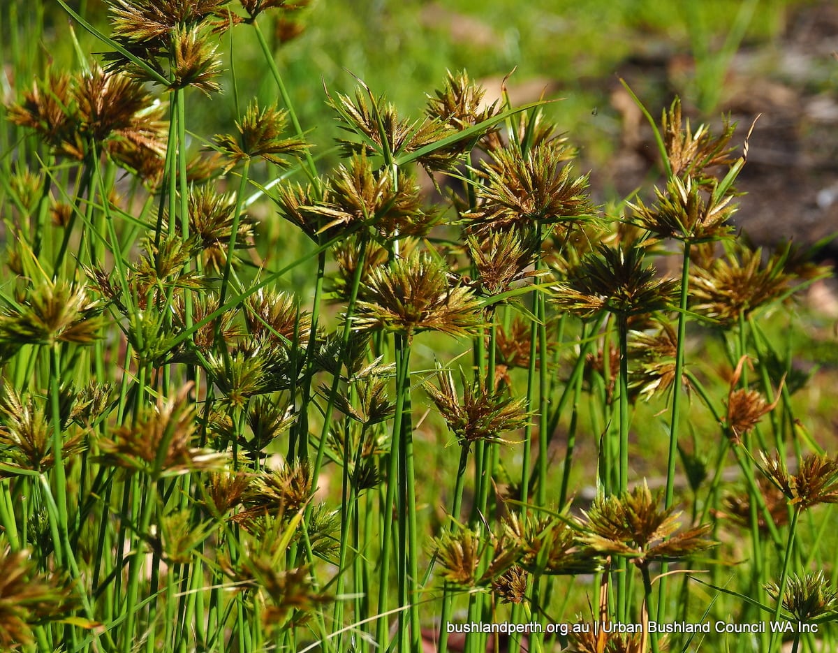 Bunchy Sedge Urban Bushland Council WA