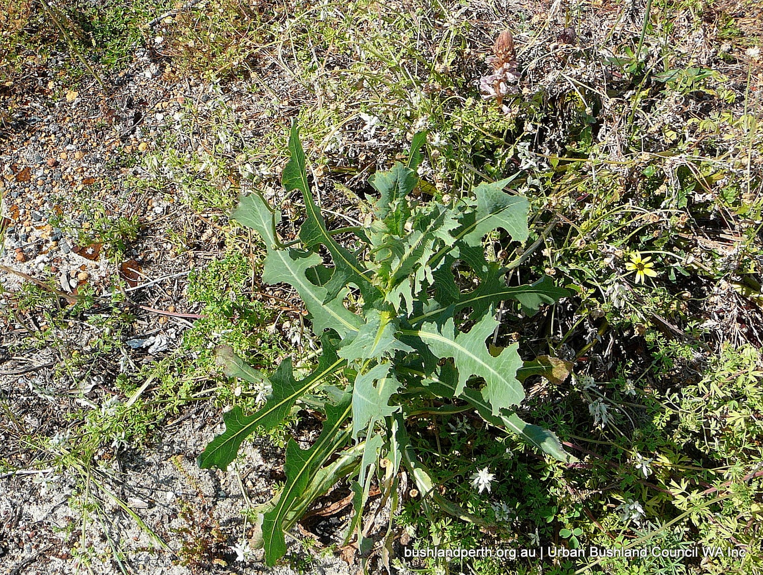 Prickly Lettuce Urban Bushland Council WA