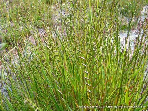 Wimmera Ryegrass - Urban Bushland Council WA