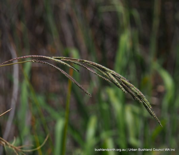 Vasey Grass - Urban Bushland Council WA