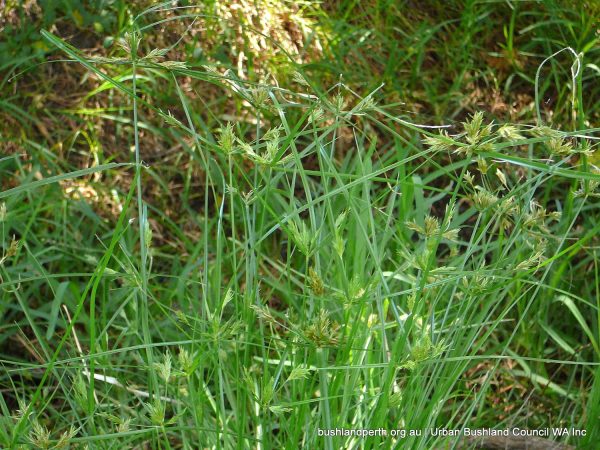 Umbrella Sedge - Urban Bushland Council WA