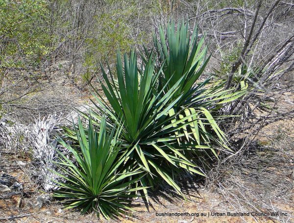 Yucca - Urban Bushland Council WA