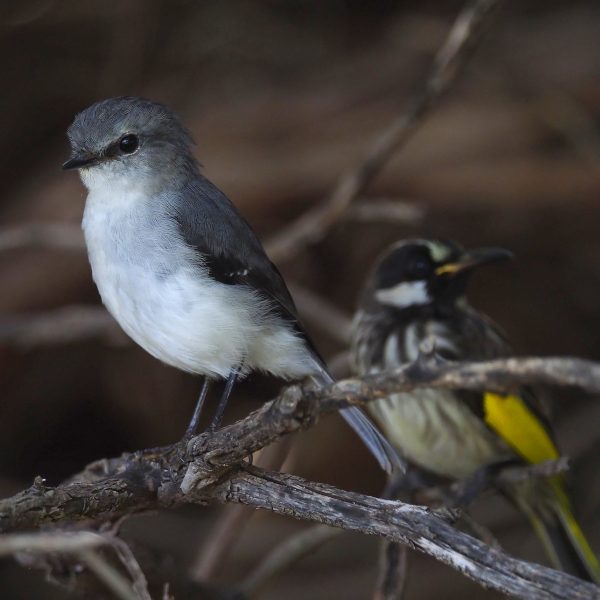 White breasted Robin Iluka Foreshore Res. 23 Dec 2018 (1) sq 600