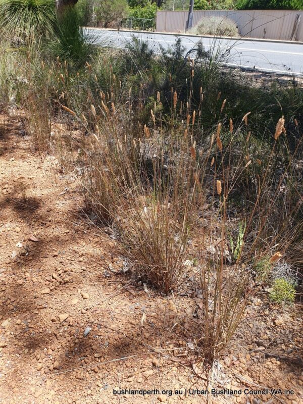 Haas Grass - Urban Bushland Council Wa