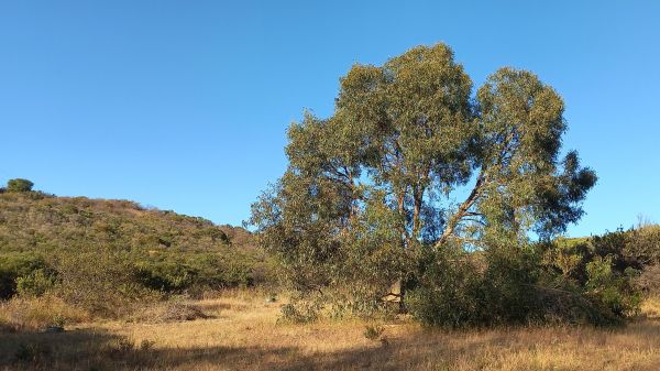 shrubland with tuart foreground 600